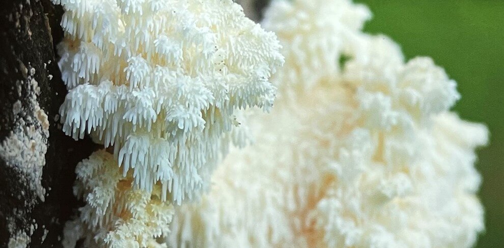 Hericium Erinaceus 300mg Bio - immagine 2